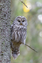 Load image into Gallery viewer, ANI-17 Natural World Ural Owl Print Wall Art Décor Picture Framed