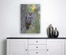 Load image into Gallery viewer, ANI-17 Natural World Ural Owl Print Wall Art Décor Picture Framed
