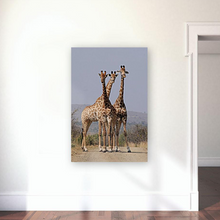 Load image into Gallery viewer, ANI-20 Natural World Giraffes Wild Animal Print Wall Art Décor Picture Framed