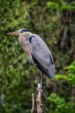 Load image into Gallery viewer, ANI-22 Natural World Great Blue Heron Print Wall Art Décor Picture Framed