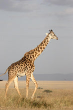 Load image into Gallery viewer, ANI-02 Natural world giraffe Canvas Wall Art Décor Picture Framed
