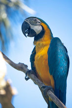 Lade das Bild in den Galerie-Viewer, ANI-04 Natural world Parrot Print Wall Art Décor Picture Framed
