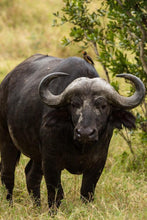 Load image into Gallery viewer, ANI-09 Natural World Buffalo Print Wall Art Décor Picture Framed
