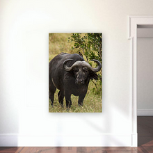 Load image into Gallery viewer, ANI-09 Natural World Buffalo Print Wall Art Décor Picture Framed
