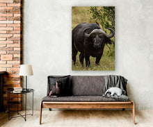 Load image into Gallery viewer, ANI-09 Natural World Buffalo Print Wall Art Décor Picture Framed

