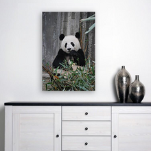 Load image into Gallery viewer, ANI-14 Natural World Panda Print Wall Art Décor Picture Framed
