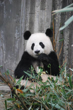 Load image into Gallery viewer, ANI-14 Natural World Panda Print Wall Art Décor Picture Framed
