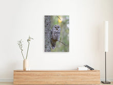 Load image into Gallery viewer, ANI-17 Natural World Ural Owl Print Wall Art Décor Picture Framed
