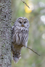 Load image into Gallery viewer, ANI-17 Natural World Ural Owl Print Wall Art Décor Picture Framed
