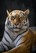 Load image into Gallery viewer, ANI-18 Natural World Tiger Print Wall Art Décor Picture Framed
