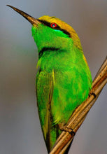 Load image into Gallery viewer, ANI-19 Natural World European Bee-Eater Print Wall Art Décor Picture Framed
