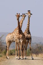 Load image into Gallery viewer, ANI-20 Natural World Giraffes Wild Animal Print Wall Art Décor Picture Framed
