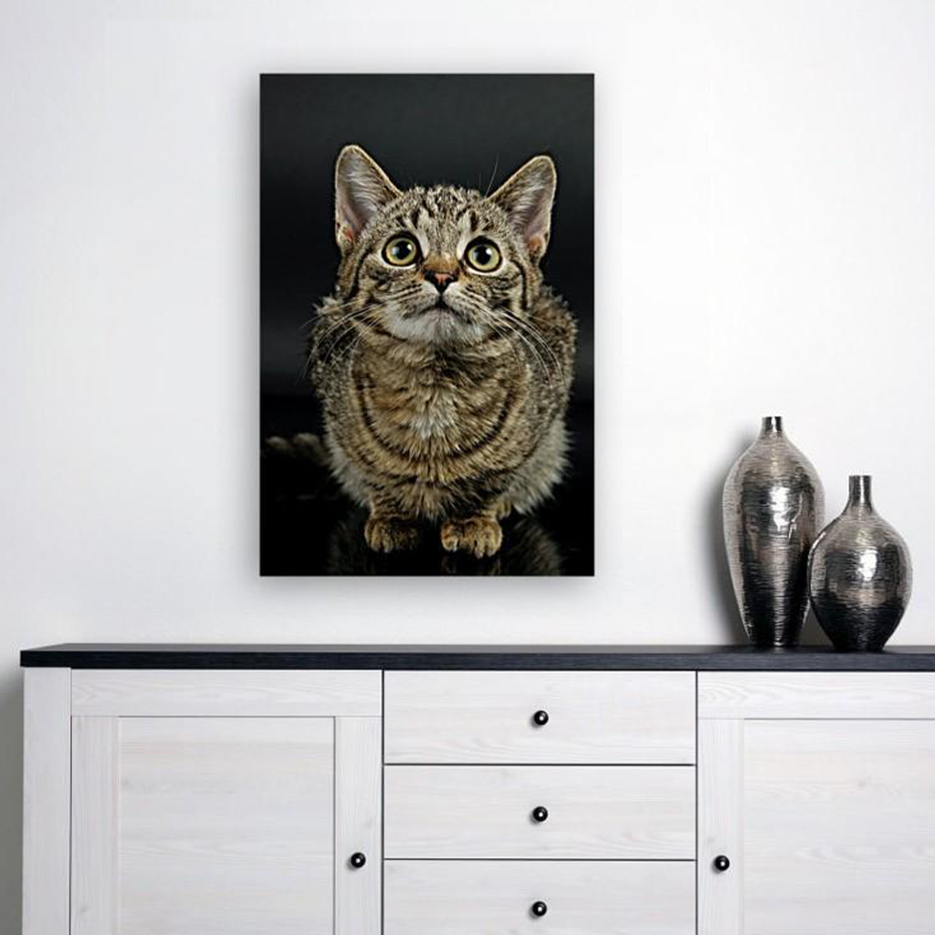 ANI-26 Natural World Cat Print Wall Art Décor Picture Framed
