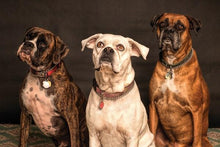 Load image into Gallery viewer, ANI-30 Natural World Dogs Print Wall Art Décor Picture Framed
